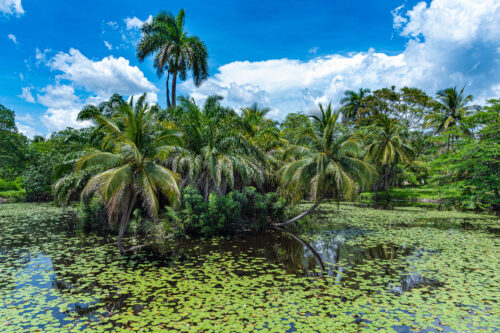 Boca de Guamá, Ciénaga de Zapata