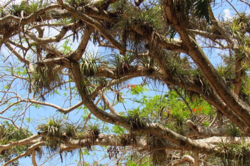 Escalera de Jaruco: sitio recreativo en Cuba