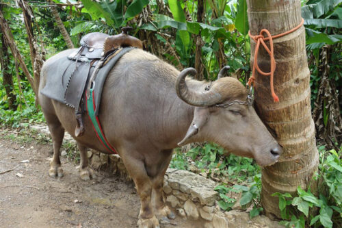 Pinar del Rio, Cuba