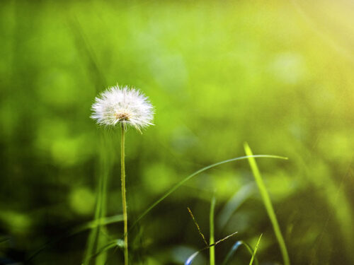 Detalles de la naturaleza cubana