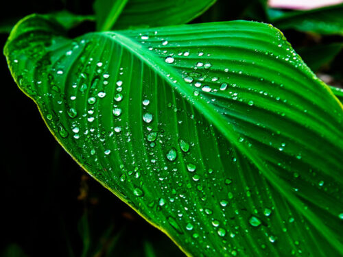 Detalles de la naturaleza cubana