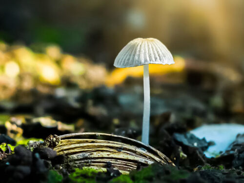 Detalles de la naturaleza cubana