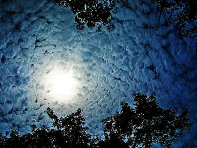 Detalles de la naturaleza cubana