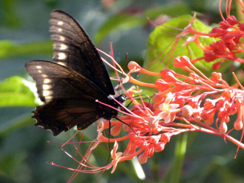 Detalles de la naturaleza cubana