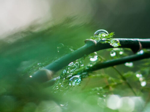 Detalles de la naturaleza cubana