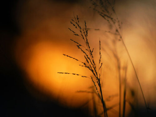 Detalles de la naturaleza cubana