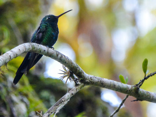 Detalles de la naturaleza cubana