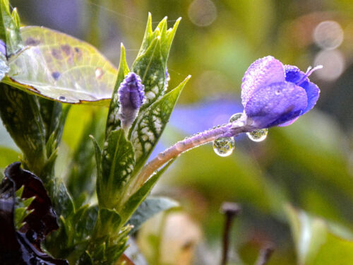 Detalles de la naturaleza cubana