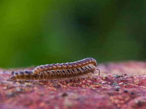 Detalles de la naturaleza cubana