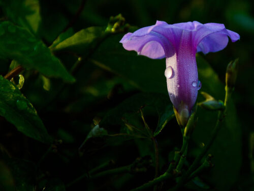 Detalles de la naturaleza cubana