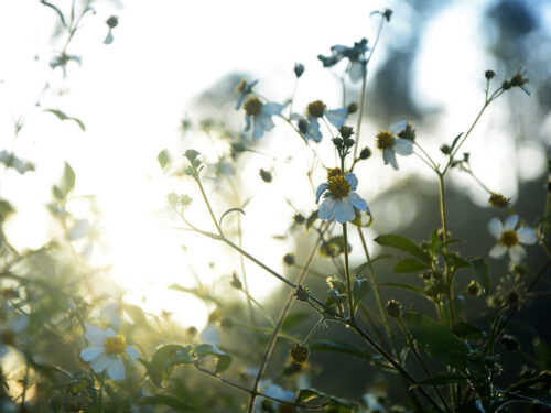 Detalles de la naturaleza cubana