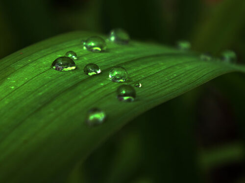 Detalles de la naturaleza cubana