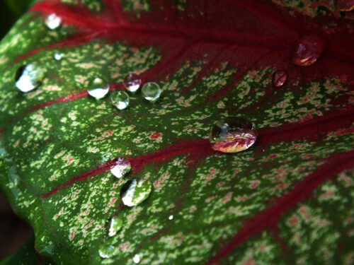 Detalles de la naturaleza cubana