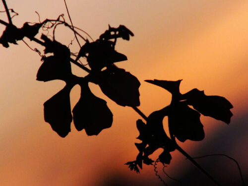 Detalles de la naturaleza cubana