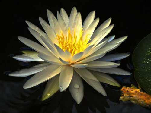 Detalles de la naturaleza cubana