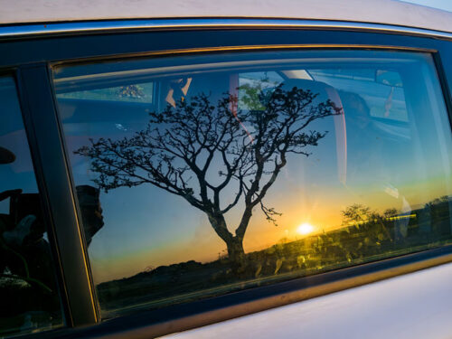 Detalles de la naturaleza cubana