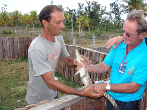 Cocodrilo cubano en la Ciénaga de Zapata.