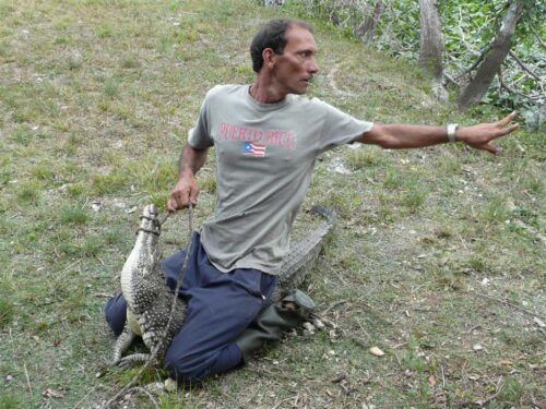Cocodrilo cubano en la Ciénaga de Zapata.