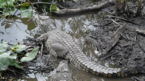 Cocodrilo cubano en la Ciénaga de Zapata.
