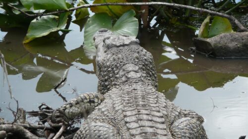 Cocodrilo cubano en la Ciénaga de Zapata.