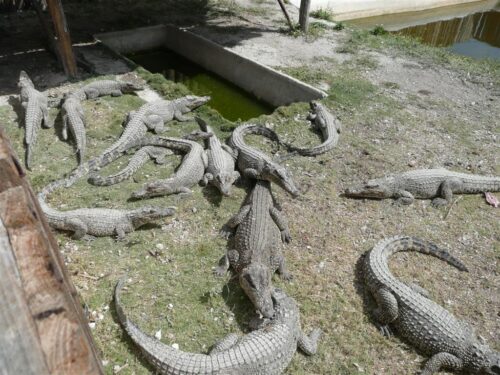 Cocodrilo cubano en la Ciénaga de Zapata.