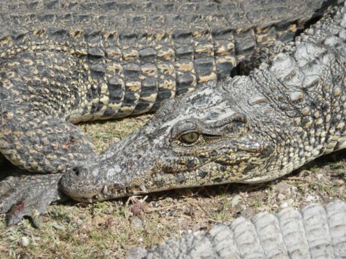Cocodrilo cubano en la Ciénaga de Zapata.