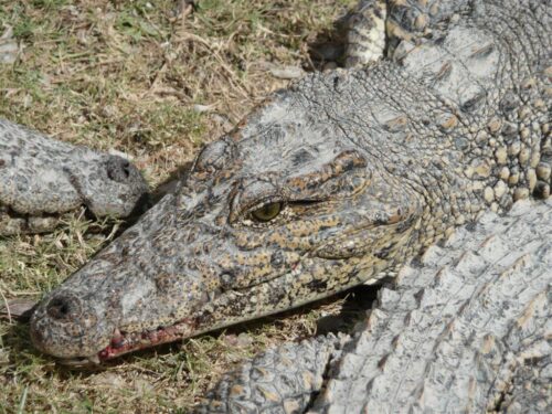 Cocodrilo cubano en la Ciénaga de Zapata.