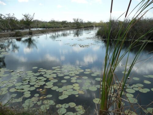 Cocodrilo cubano en la Ciénaga de Zapata.