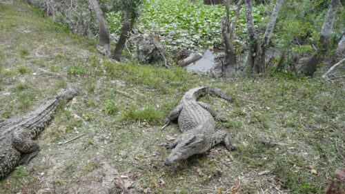 Cocodrilo cubano en la Ciénaga de Zapata.
