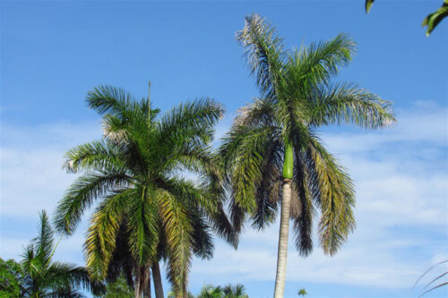 Cuba