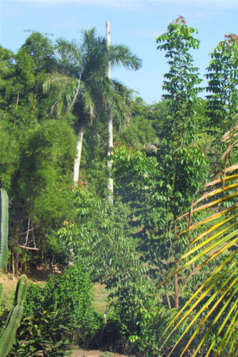 Cuba